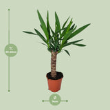 Yucca