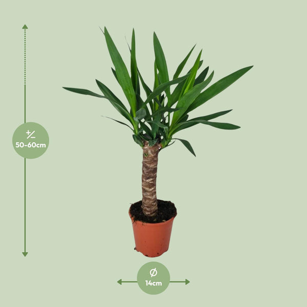 Yucca