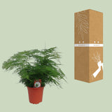 Asparagus Setaceus