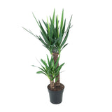 Yucca Elephantipes