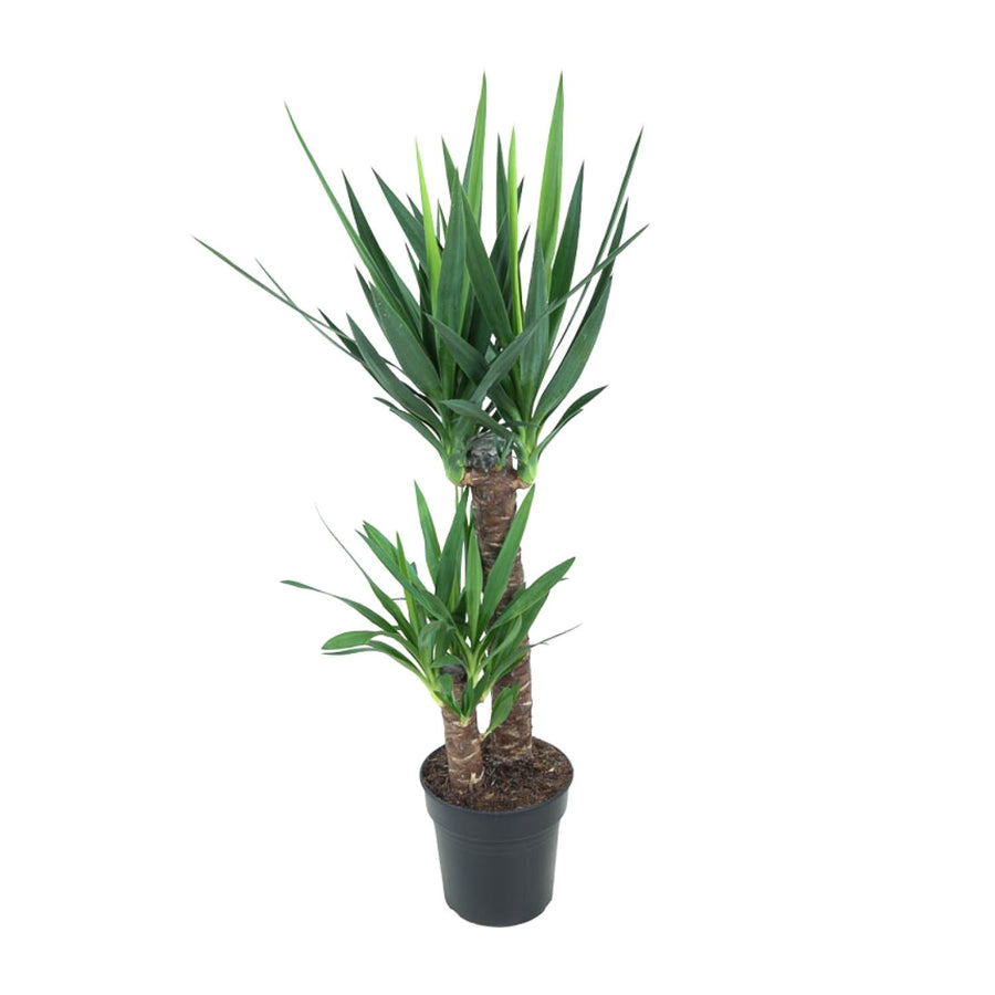 Yucca Elephantipes