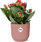 Kalanchoe Rosalina Don Justino Rood + ELHO Vibes Fold 14cm roze