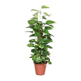 Epipremnum Pinnatum Mosstok Scindapsus