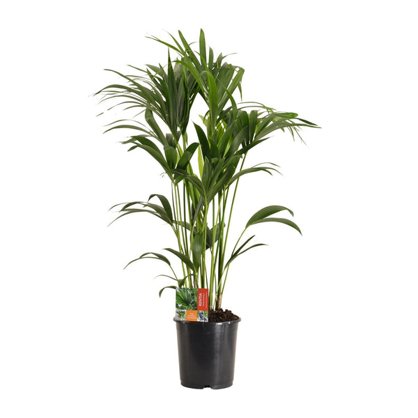 Howea Forsteriana