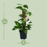 Scindapsus Epipremnum