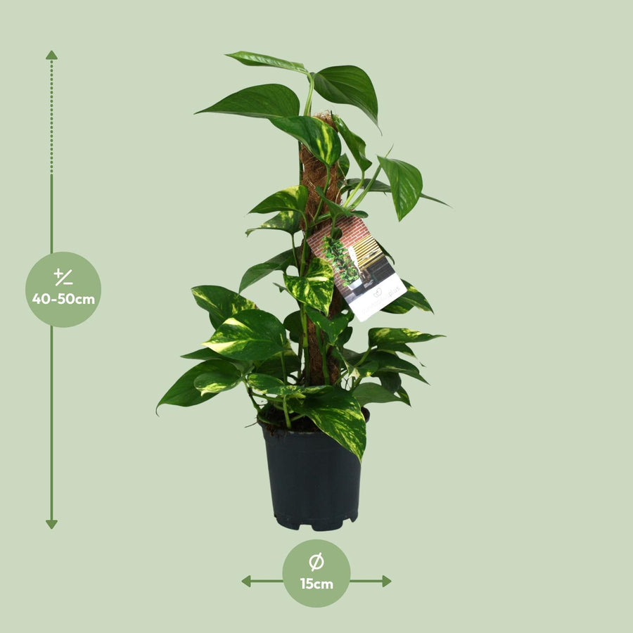 Scindapsus Epipremnum