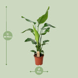 PROMO - Strelitzia Nicolai