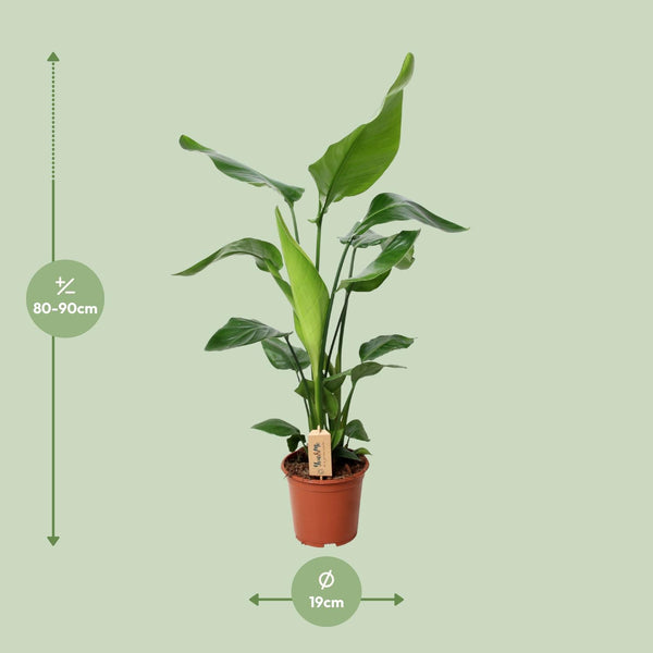 PROMO - Strelitzia Nicolai