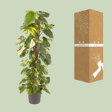 Epipremnum Pinnatum