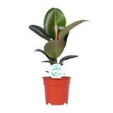 Ficus Elastica Robusta