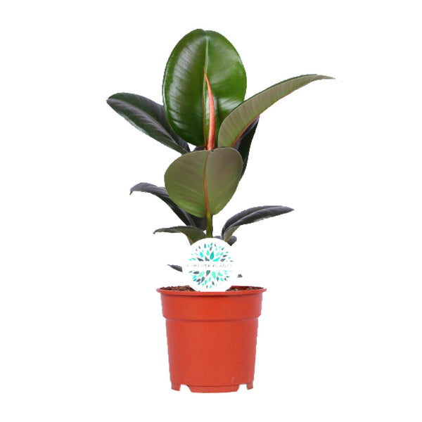 Ficus Elastica Robusta