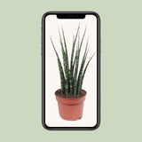 Sansevieria Fernwood Mikado