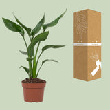 Strelitzia Reginae