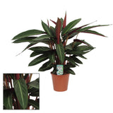 Calathea Stripestar Living