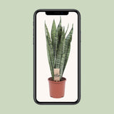 Sansevieria Zeylanica