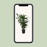 Caryota Mitis