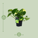 PROMO - Scindapsus (Epipremnum) Aureum