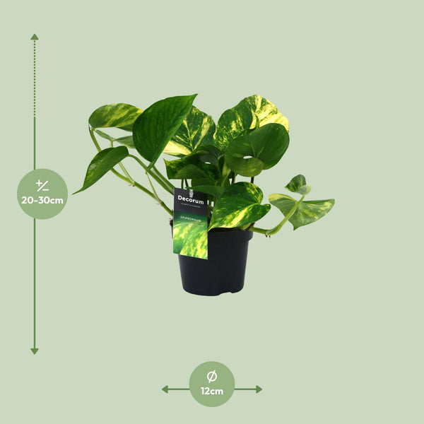 PROMO - Scindapsus (Epipremnum) Aureum