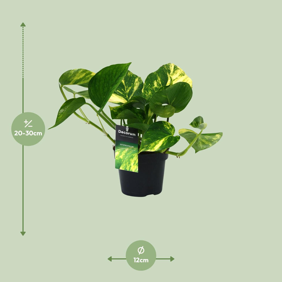 Scindapsus (Epipremnum) Aureum