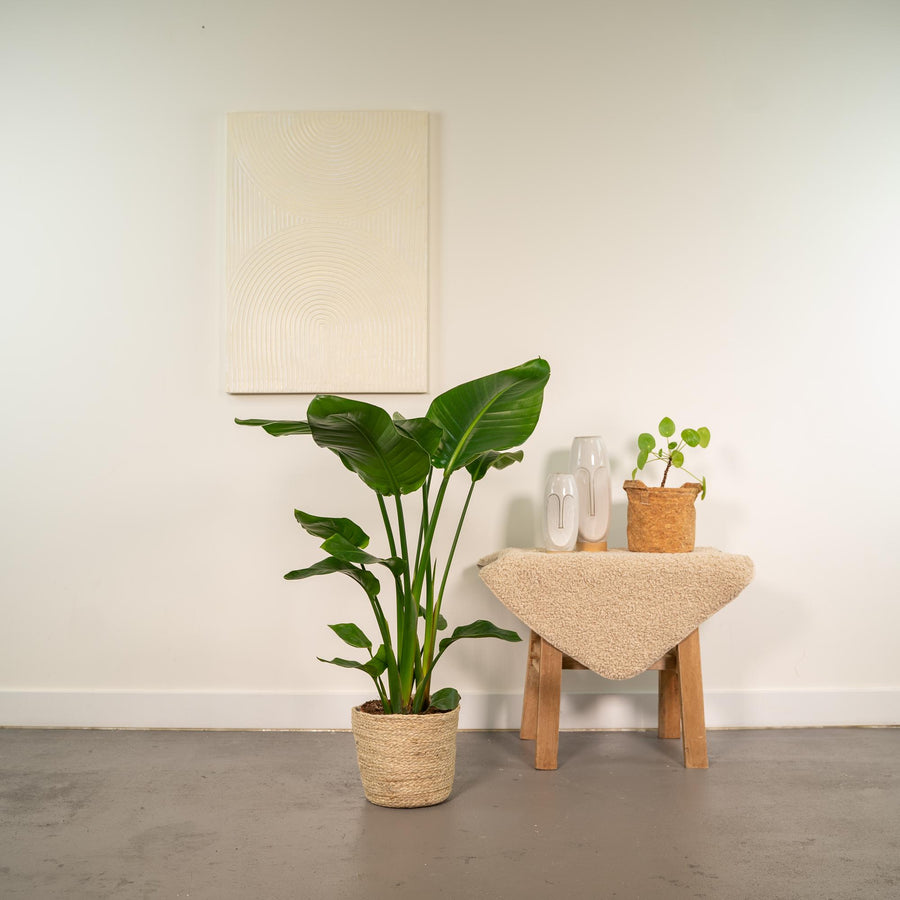 Strelitzia Nicolai + Mand Selin