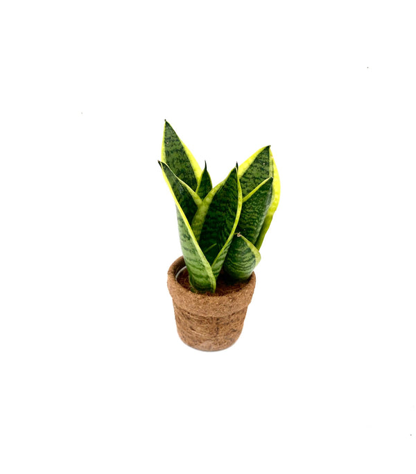 Kokopot Sansevieria Yellow