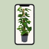 Scindapsus Epipremnum