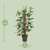 Philodendron Pedatum