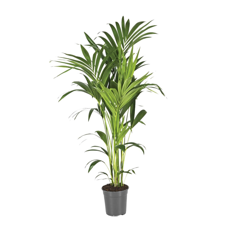 Howea Forsteriana