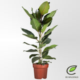Ficus Benghalensis 'Joy'