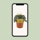 Peperomia Napoli Nights