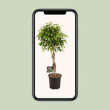 Ficus Benjamina Exotica