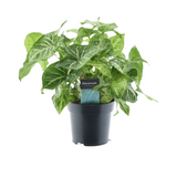 Syngonium Arrow Feel Green