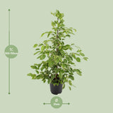 Ficus benjamina Goldenking