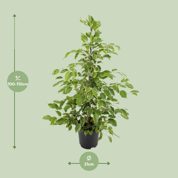 Ficus benjamina Goldenking