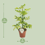 Schefflera Charlotte