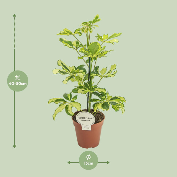 Schefflera Charlotte