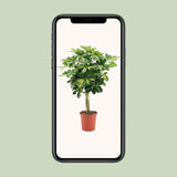 Schefflera Arboricola Gold Capella