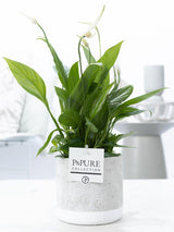Spathiphyllum In P&PURE Jade Ceramics