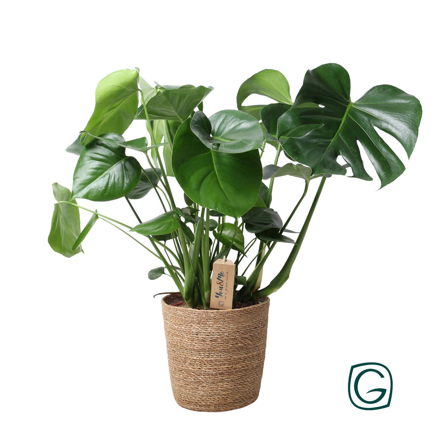 Monstera In Natural Basket