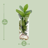 Clusia In Cylinder Glas