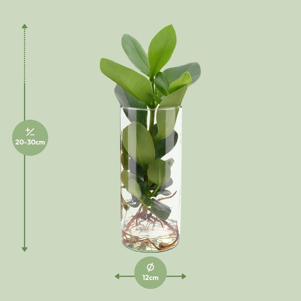 Clusia In Cylinder Glas
