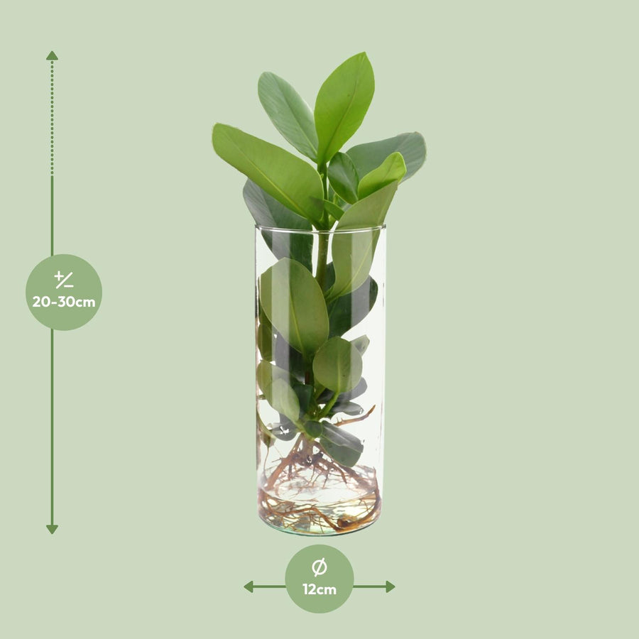 Clusia In Cylinder Glas