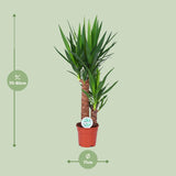 Yucca