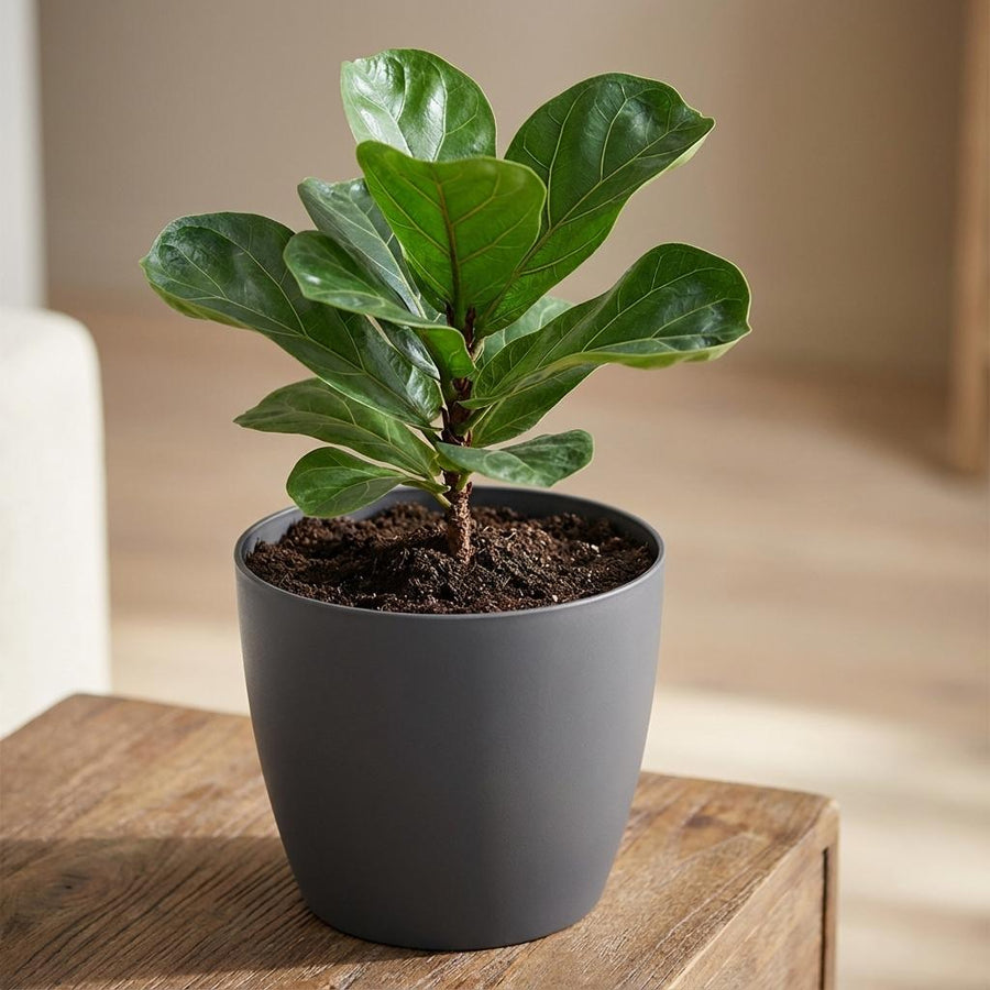 ELHO Brussels rond 18cm antraciet