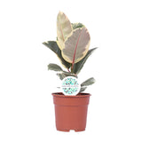 Ficus Elastica Tineke