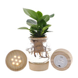 Clusia In Bolglas + Klikkurk + LED