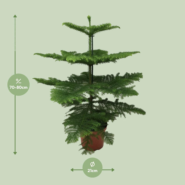 Araucaria Heterophylla