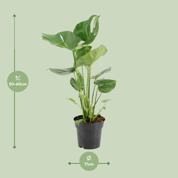 Monstera Deliciosa