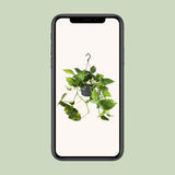 Epipremnum Aureum