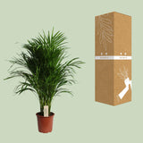 Dypsis Lutescens (Areca)